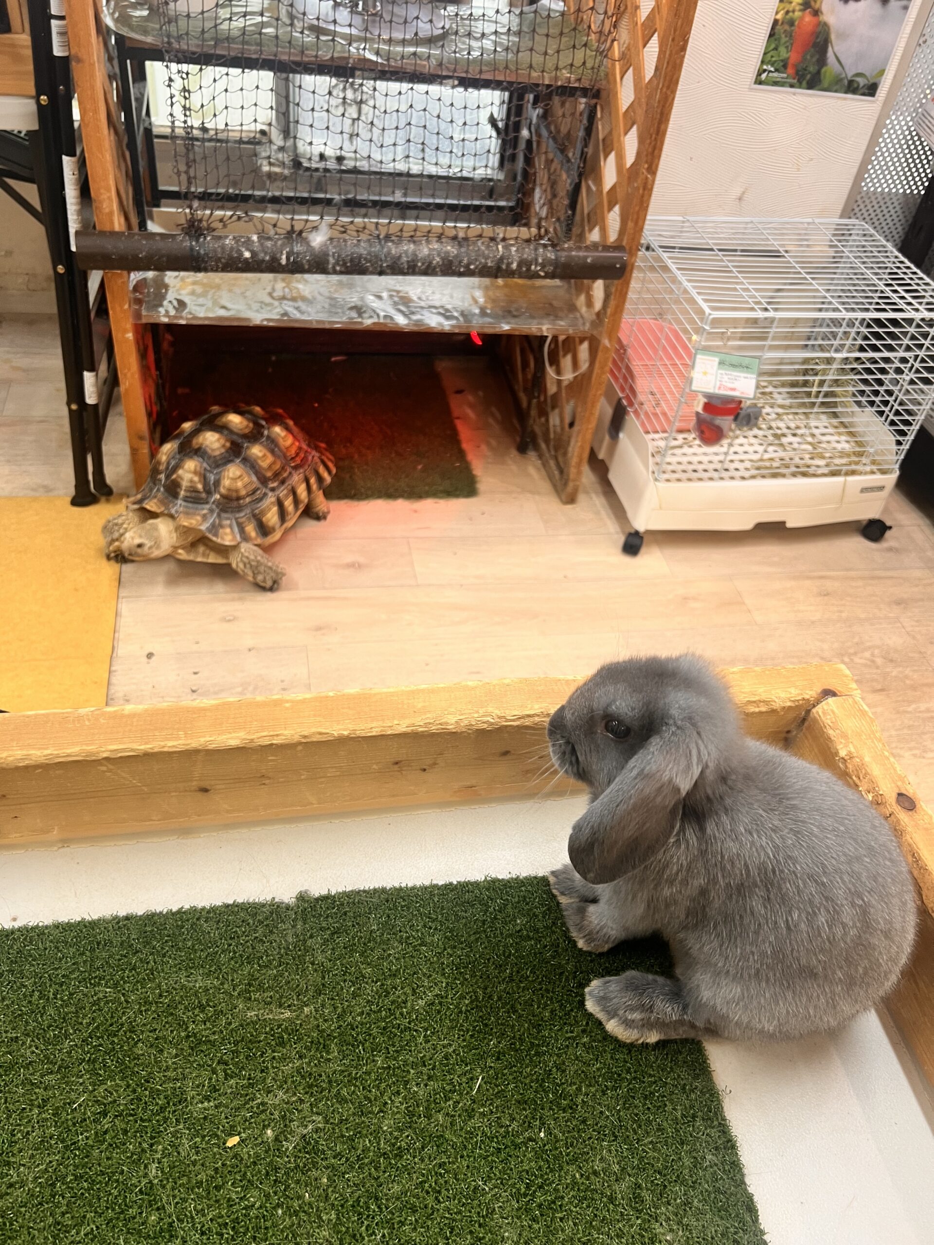【ブログ】人生初！小動物カフェに行きました！